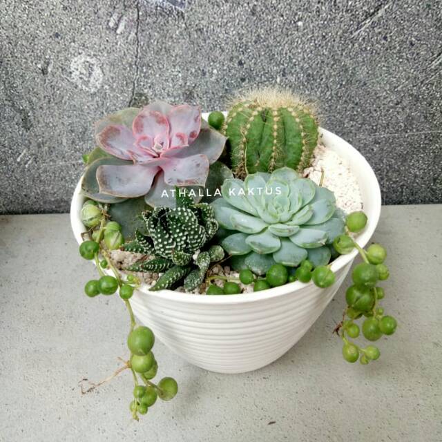 Terrarium Noto Cactus Mix sukulen