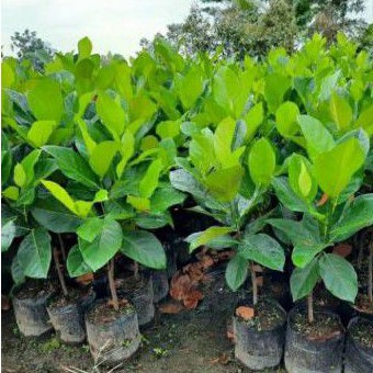 bibit nangka cempedak