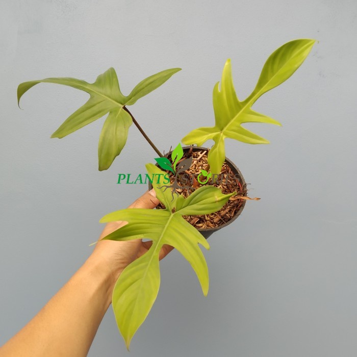 Tanaman Hias Philodendron Florida Ghost / Pilo Florida Beauty