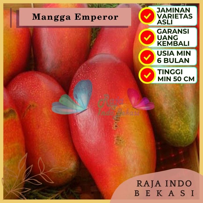 Bibit Tanaman Buah MANGGA EMPEROR Premium