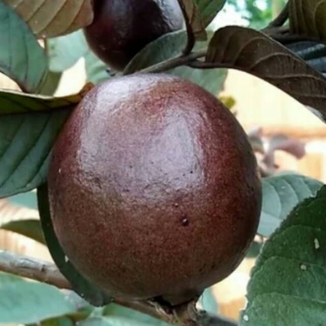 Bibit Jambu Merah Australia