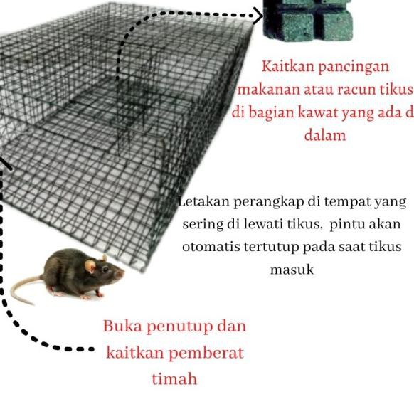 ♢ PERANGKAP TIKUS MASSAL Jebakan Tikus Massal Perangkap Tikus Jumbo ➸