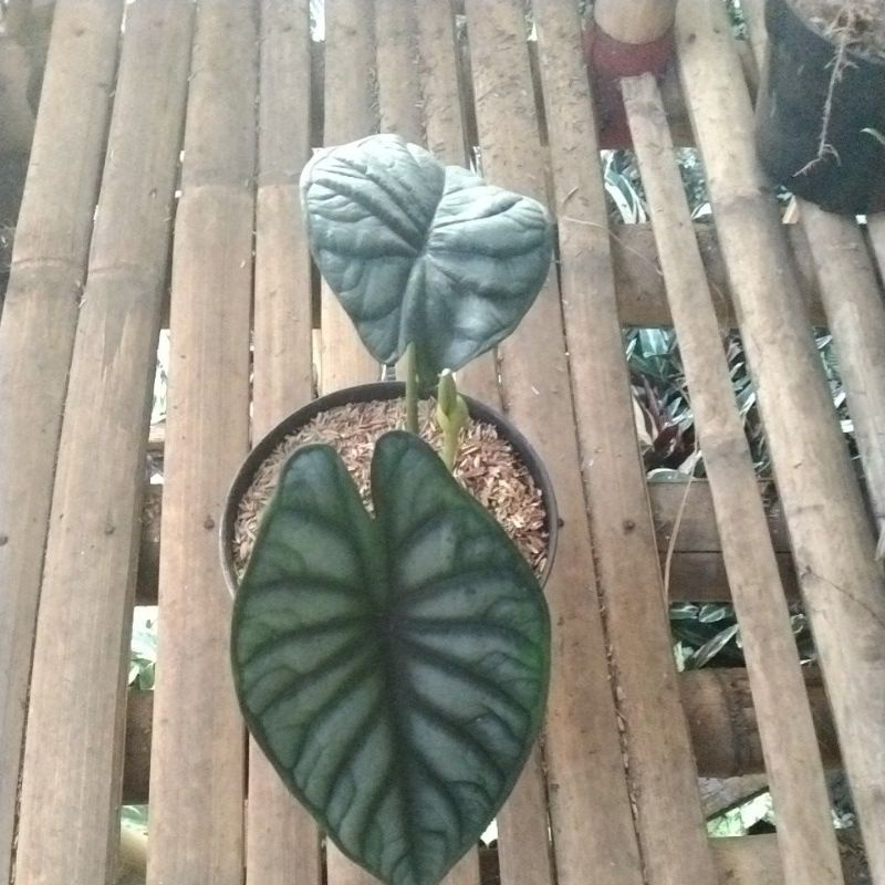 tanaman hias alocasia dragon scale