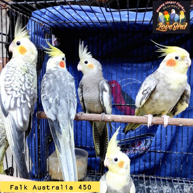 RK burung falk jenis mutiara asli murah falk grey parkit Australia