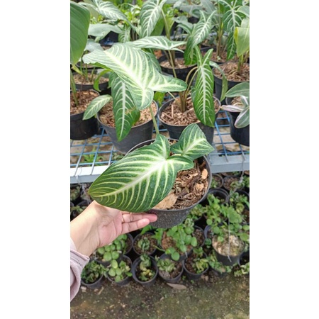 Tanaman hias xanthosoma lindenii