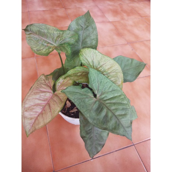 Syngonium Maria Allusion - Tanaman Hias - Tanaman Indoor