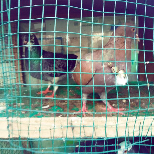 

Burung merpati tinggi / kolong