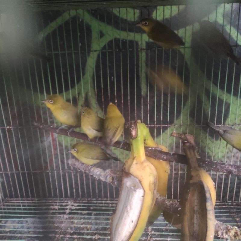 pleci dakun lombok bahan makan pisang dan voer halus