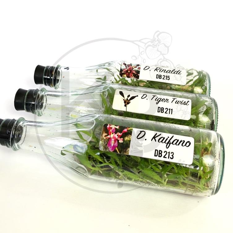 Bayar di tempat ANGGREK DENDRO KERITING BOTOLAN | ANGGREK DENDRO DALAM BOTOL | ANGGREK DENDRO ❥❥ ♫