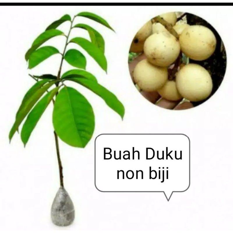 Bibit Duku tanpa biji