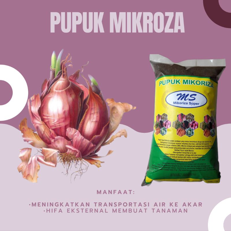 Pupuk Fungisida Hayati, Pembesaran Umbi Bawang Merah