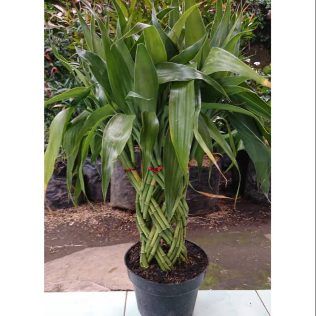 Bambu hoki tanaman bambu hoki tanaman hias bambu hias tanaman murah