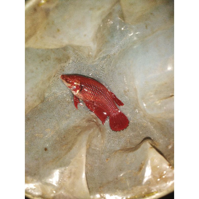 Cupang Super Red Female Full Egg Bonus Frogbit melimpah Siap Breed