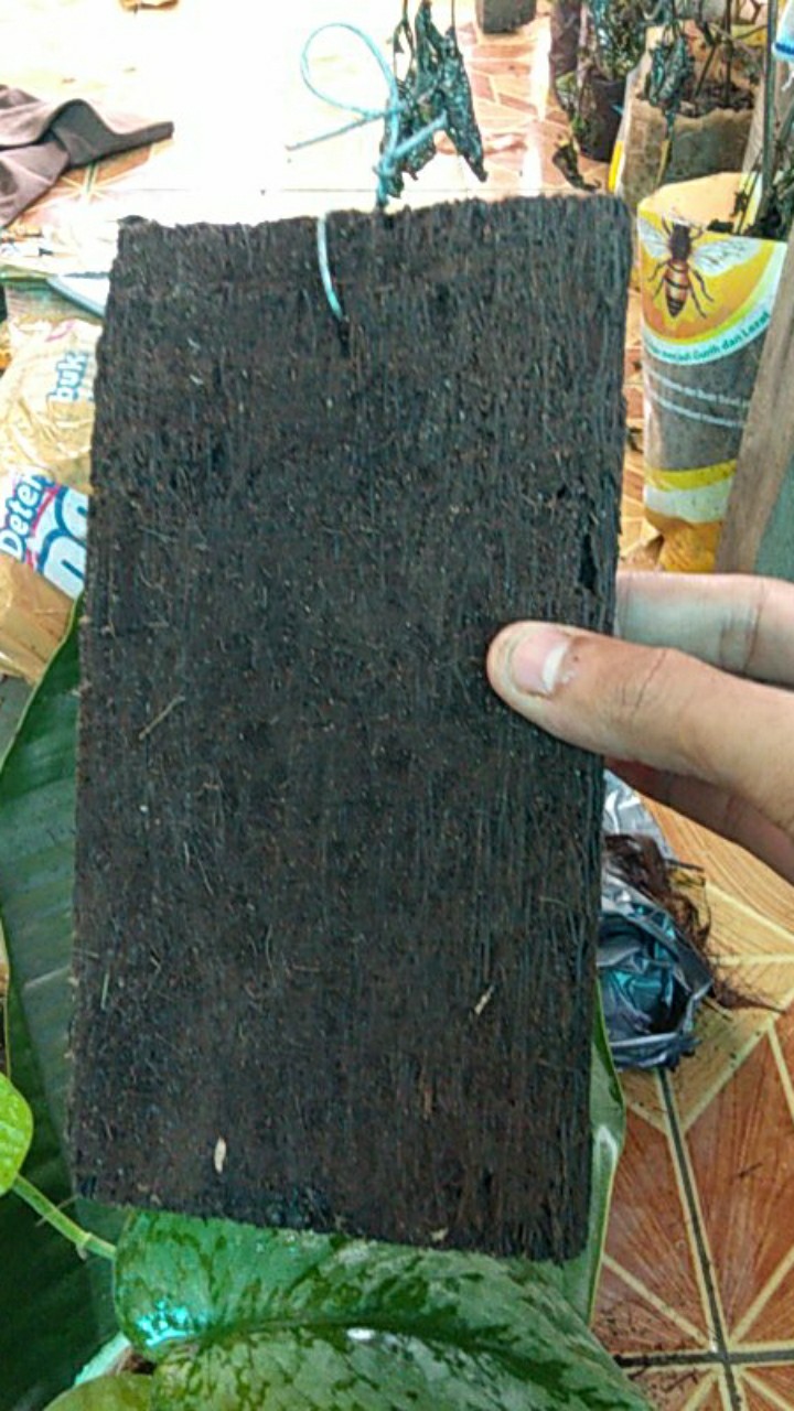 Papan Pakis Per 1 Lembar