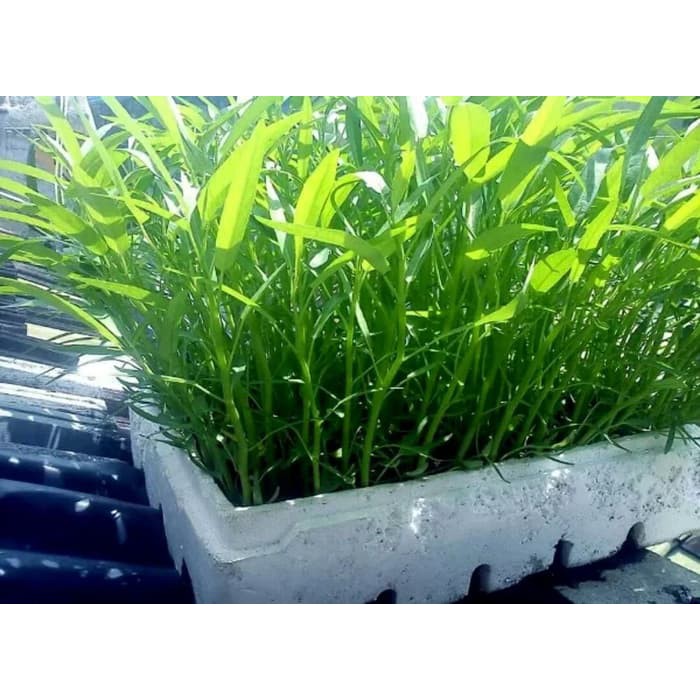 

Bibit hydroponik Biji Benih Kangkung per 100 butir