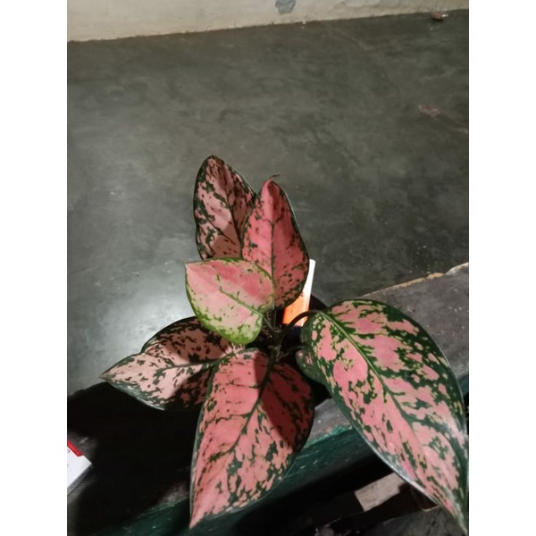 Aglonema ruby valentine