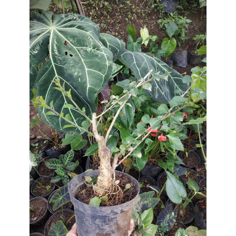 Bahan Bonsai Sisir Mame Prospek Sesuai Gambar