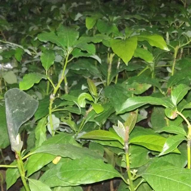 Alpukat aligator tanaman buah