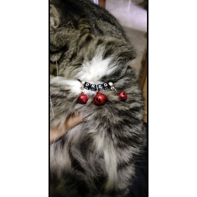 Kalung kucing nama / kalung kucing custom nama