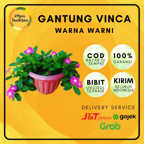 Bibit Tanaman Gantung Bunga Vinca Juntai Gantung Tapak Dara