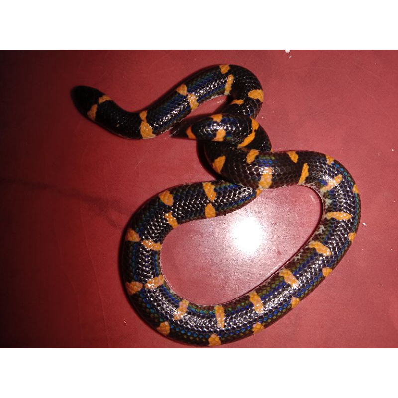 Jual pipe snake Shopee Indonesia