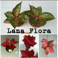 Toko Online LANAFLORA Shopee Indonesia Toko Online LANAFLORA Shopee Indonesia