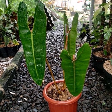 PHILODENDRON KABEL BUSI PHILODENDRON BILLITIAE