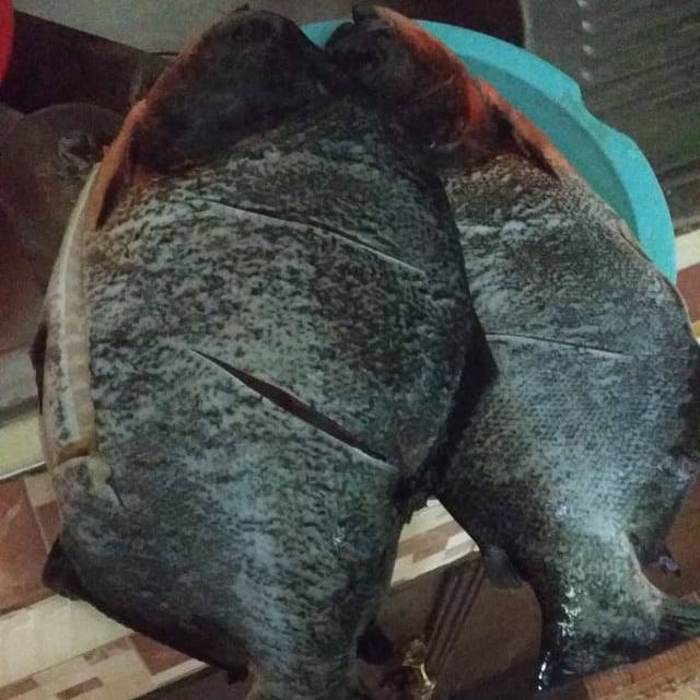 

IKAN BAWAL SEGAR