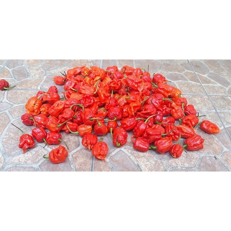 Benih Bibit Biji - Cabai Red Carolina Reaper Merah Pepper Seeds - Rekor Cabai Terpedas di Dunia