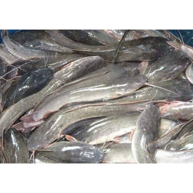 

Ikan Lele 500gram