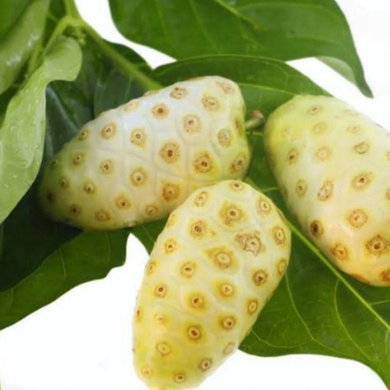 

mengkudu buah noni segr