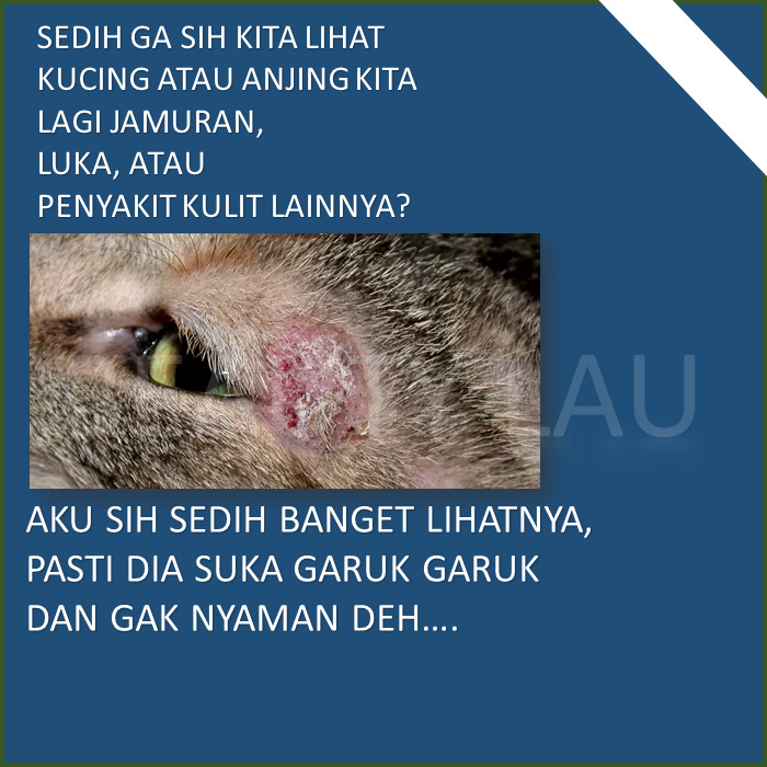 MINYAK VCO UNTUK KUCING KAREIN OBAT MENCRET SCABIES KORENG LUKA GATAL KUCING ANJING KELINCI AMPUH