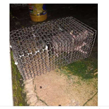 PERANGKAP TIKUS / JEBAKAN TIKUS / JEPRETAN TIKUS BESAR Besi Jumbo Jebakan Tikus Masal Jebakan Tikus 