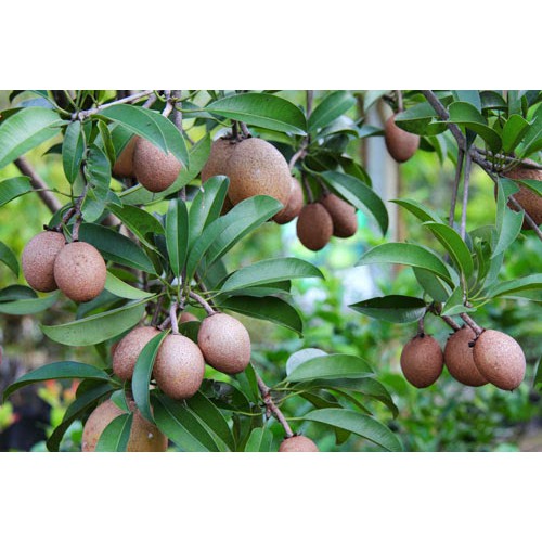 

Daun Herbal Sawo Manila