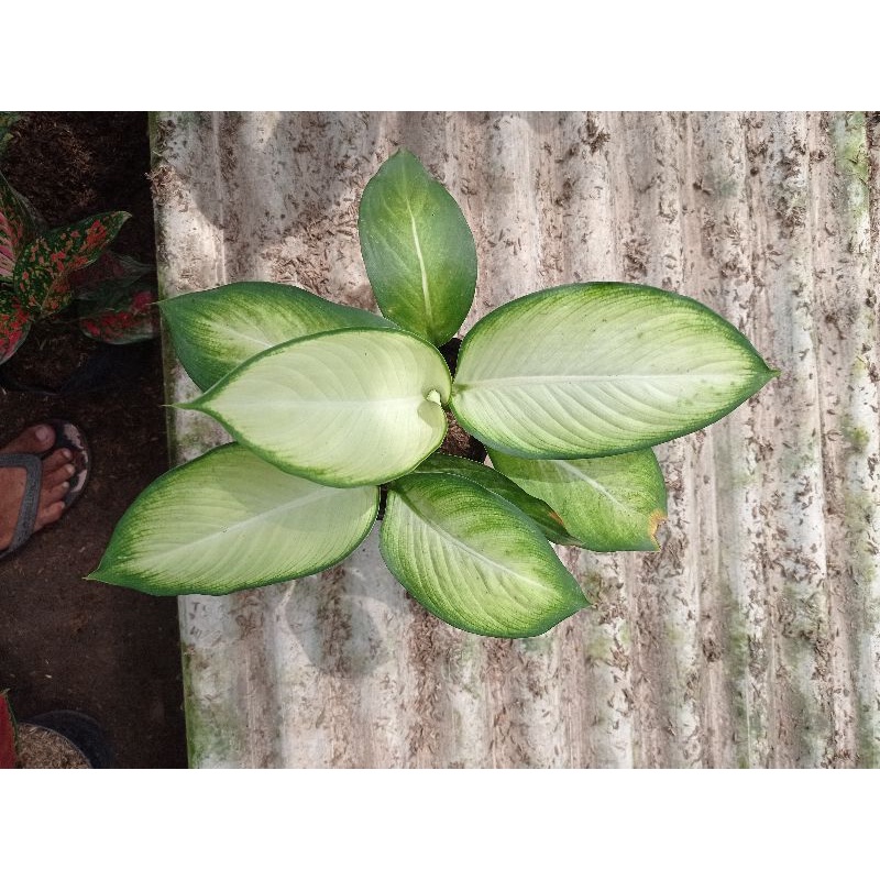 Aglonema Diven Harmoni Rumpun 2