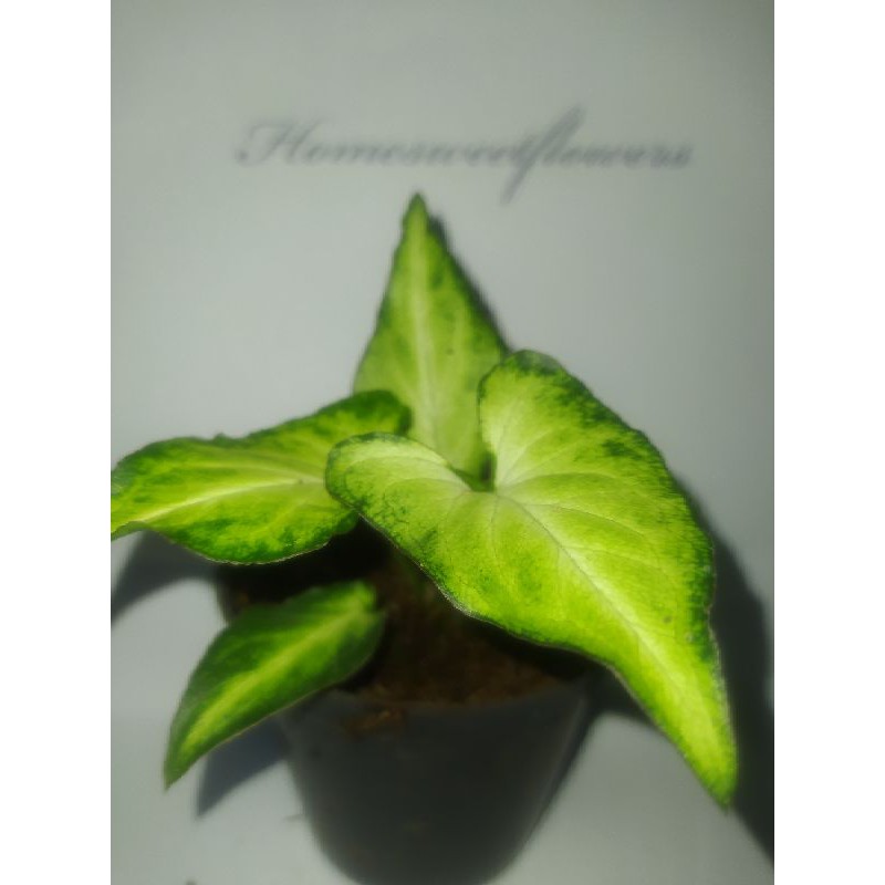 TANAMAN HIAS SYNGONIUM MINI |COD| SUPER PROMO TANAMAN HIAS HIDUP ASLI 100% realpict