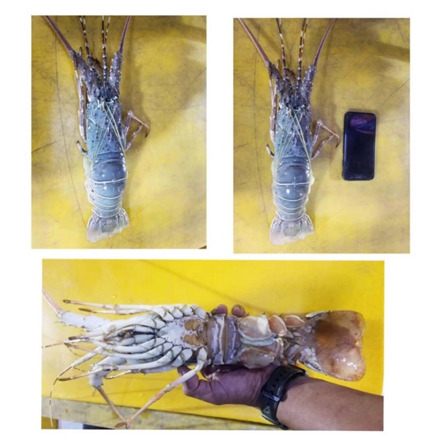 

Lobster