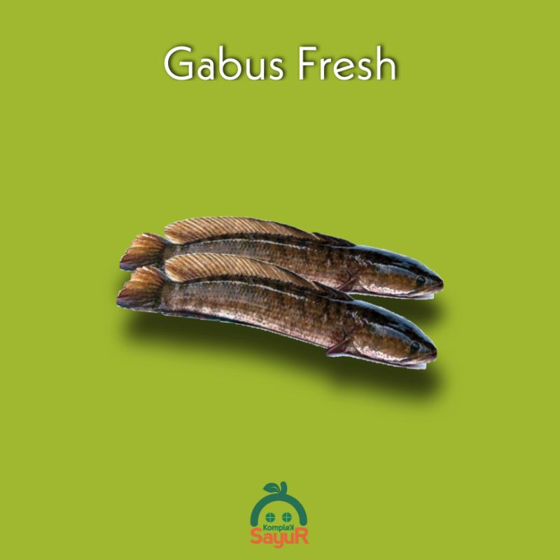 

Ikan Gabus Segar 500 Gram