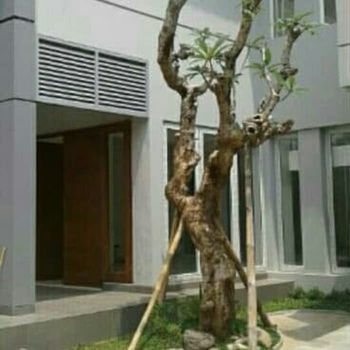 Kamboja fosil - Pohon kamboja