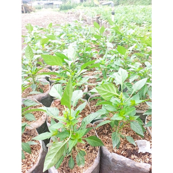 

Tanaman Cabe rawit-bibit cabe rawit
