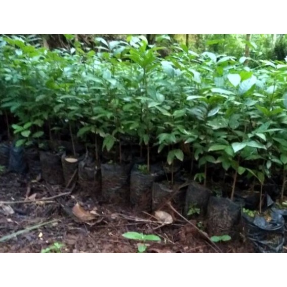 Bibit Kelengkeng Seedling Unggul