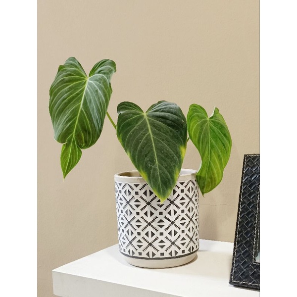 Philodendron Splendid