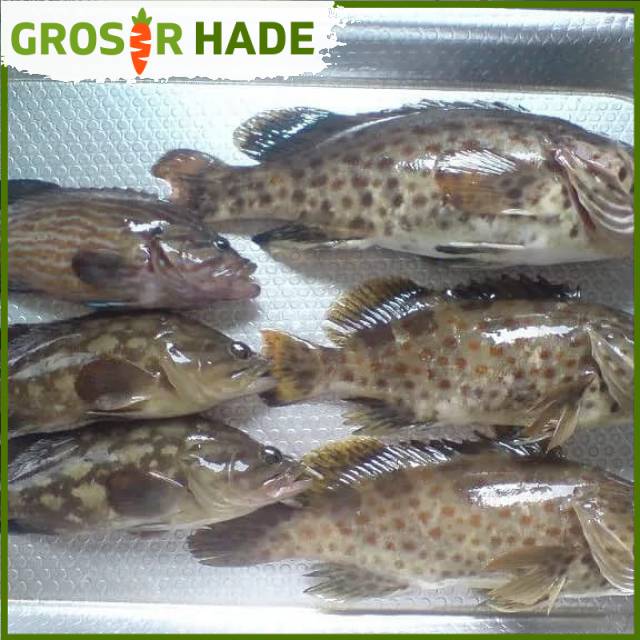 

Ikan kerapu 1 kg Pasar Bandung Murah