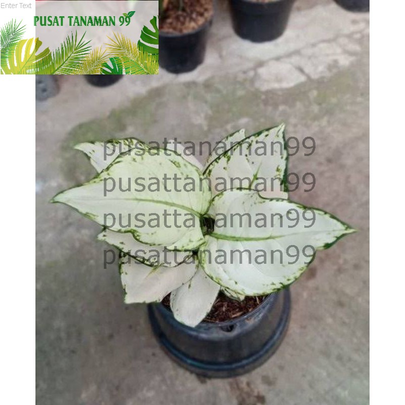 NEW PROMO  bonggol aglonema super white pohon aglonema super white murah