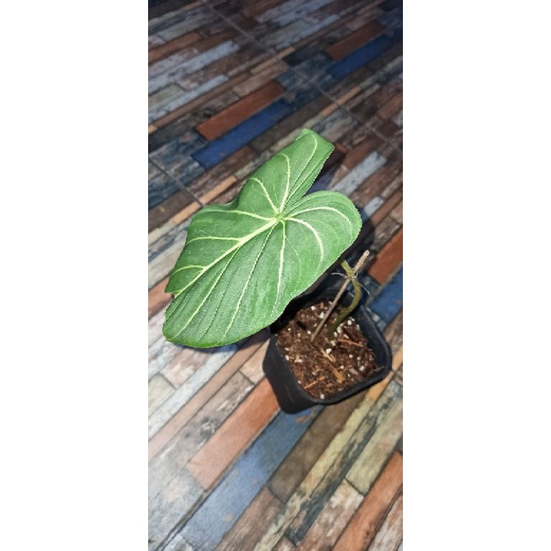 philodendron gloriosum dark form