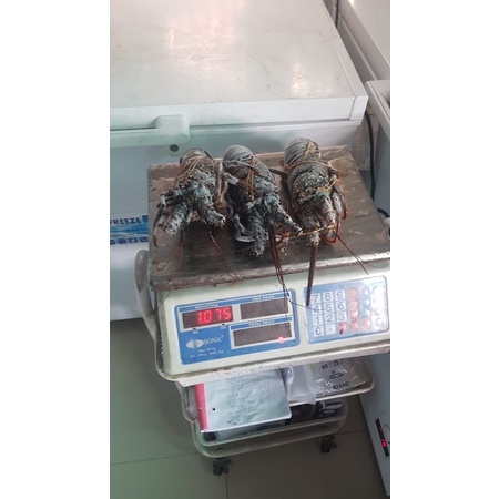 lobster laut 1 kg isi 3