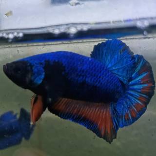 Cupang Avatar Male Shopee Indonesia