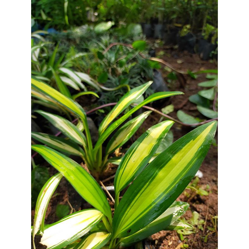 Tanaman hias lily hema - lily paris gold white
