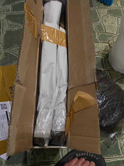 Tanaman Hias Keladi Wedlandi