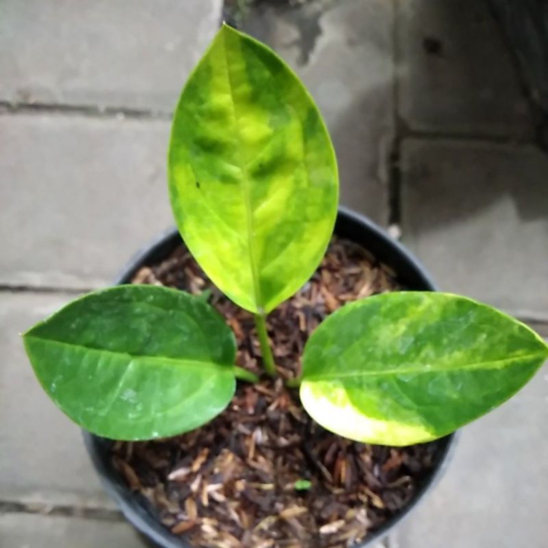 anthurium jemani mangkok variegata